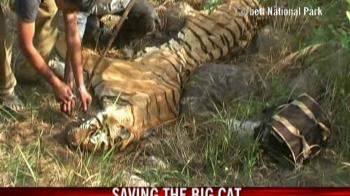Saving the big cat