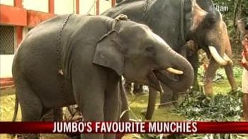 Video : Jumbo's favourite munchies