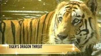 Video : Tiger trade vs shahtoosh trade?