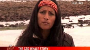 Video : The sad whale story