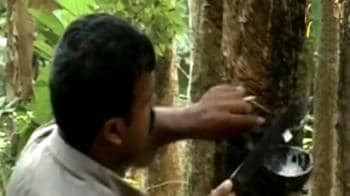 Video : Kerala farmers worried about Thai pepper