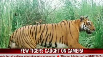 Few tigers caught on camera in Northeast