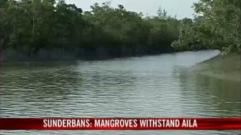 Sunderbans: Mangroves withstand Aila
