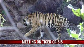 Video : Environment Ministry to meet on tiger crisis