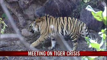 Environment Ministry to meet on tiger crisis