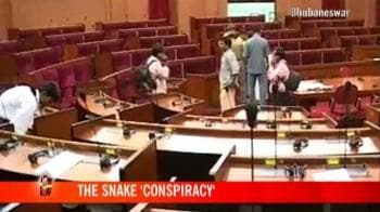 Video : Snake holds up Orissa assembly