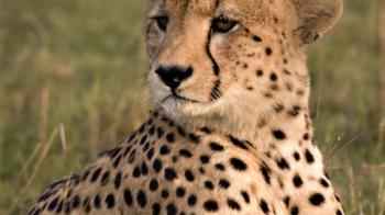 Tiger experts say no to cheetahs