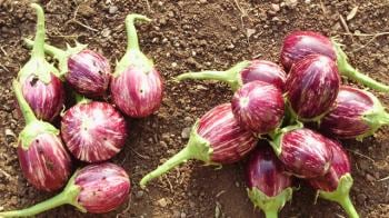 Video : Pros and cons of Bt Brinjal
