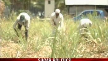 Video : Sugar politics in Maharashtra