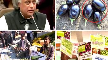 Govt's red flag to Bt Brinjal