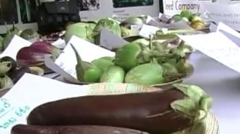 Now, activists want review of Bt cotton