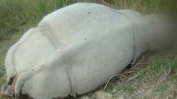 Video : Kaziranga: 10th rhino poached