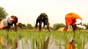 Millets: The miracle greens