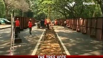 Bangalore: The tree vote