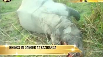 Rhinos in danger at Kaziranga