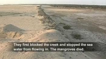 Video : Gujarat's mangroves under threat
