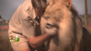 Video : Animals in zoos: A tragedy, a travesty