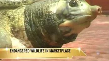 Video : Endangered turtles sold in Agartala market