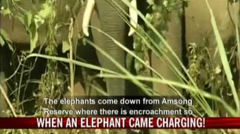 When an elephant came charging?
