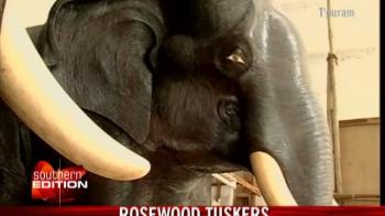 Rosewood tuskers