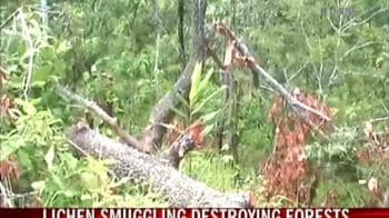 Video : Plant-life smuggling in Assam