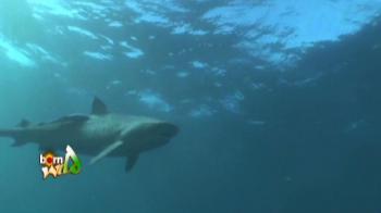 Born Wild: Out of Africa