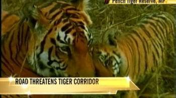 New road threatens 30 tigers