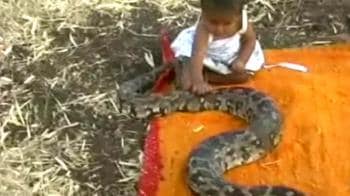 Video : Six-month-old has a pet python