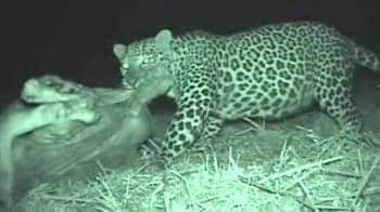 Video : Caught on Camera: Wildcat on prowl