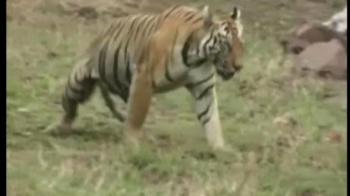 Video : Mining in tiger reserve in Maharashtra