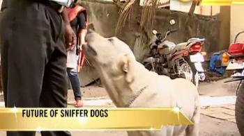 Won't let their dogs out!