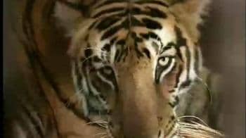 Video : Naxal threat in Orissa's tigerland