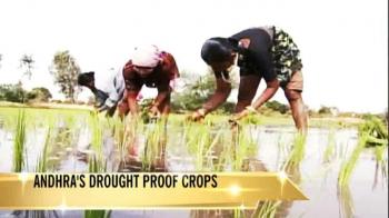 Video : Crops that need less water