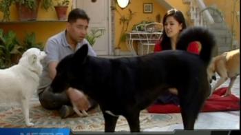 The 'Santa Claus' of street dogs