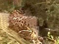 Video : Bhubaneswar: Villagers beat leopard to death for attacking 2 boys