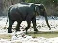Videos : कार्बट के कानून से बेहाल हाथी