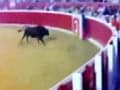 Video : Bull jumps into audience arena at bull fight