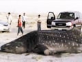 Video: Gujarat's fishermen to the whale shark's rescue