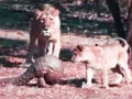 Video : Pangolin battles eight lions