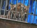Videos : जिम कॉर्बेट में घायल बाघ को बचाया गया