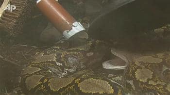 Video : Health check-up for 22-foot python
