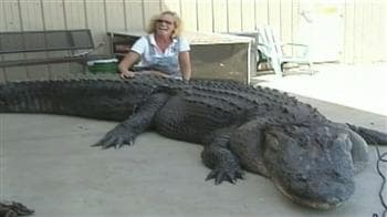 Video : Woman hunter bags 465 kg alligator in US
