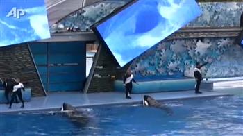 Video : SeaWorld fined for whale trainer's death